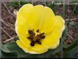 yellow bloomed tulip flower