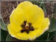 yellow bloomed tulip flower