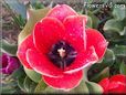 red black tulip flower