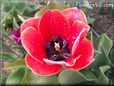 red black tulip flower