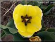 yellow bloomed tulip flower