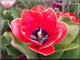 red black tulip flower