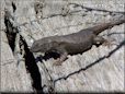 dark new mexico lizard  pictures