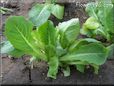 small lettuce plant