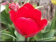 red tulip flower