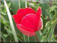 red tulip flower