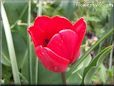 red tulip flower