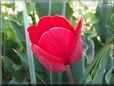 red tulip flower