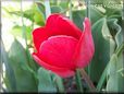 red tulip flower