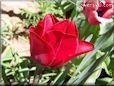 red tulip flower