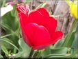 red tulip flower