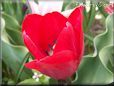 red tulip flower