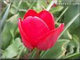 red tulip flower