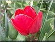 red tulip flower