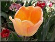 orange red tulip flower