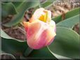 tulip flower