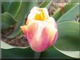 tulip flower