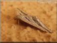 grey moth