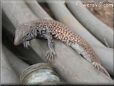 desert spotted lizard  pictures