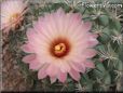 peach cactus flower