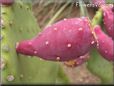 cactus fruit