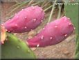 cactus fruit