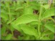 mexican oregano herb pictures
