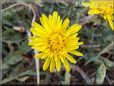 yellow dandelion