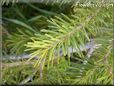 pine tree needle