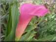 pink calla lily flower
