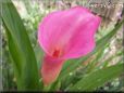pink calla lily flower