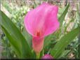pink calla lily flower