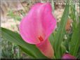 pink calla lily flower