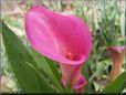 pink calla lily flower