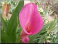 pink calla lily flower