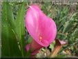 pink calla lily flower