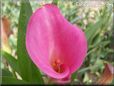 pink calla lily flower