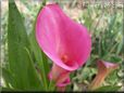 pink calla lily flower