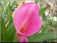 pink calla lily flower