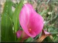 pink calla lily flower
