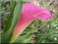 pink calla lily flower
