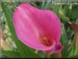 pink calla lily flower