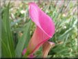 pink calla lily flower