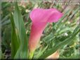 pink calla lily flower