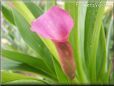pink calla lily flower