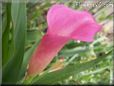 pink calla lily flower