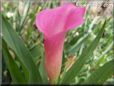pink calla lily flower