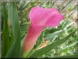 pink calla lily flower