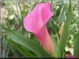 pink calla lily flower