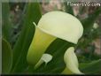 yellow calla lily flower